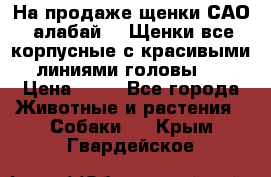 На продаже щенки САО (алабай ). Щенки все корпусные с красивыми линиями головы . › Цена ­ 30 - Все города Животные и растения » Собаки   . Крым,Гвардейское